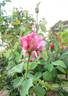 Queensland Beauty rose photo