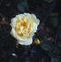Billard et Barré rose photo