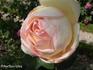 Madame Albert Barbier rose photo