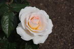 Hamilton Gardens rose photo