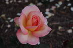 Hamilton Gardens rose photo