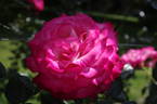 Te Awamutu Centennial rose photo