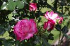 Te Awamutu Centennial rose photo