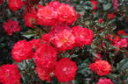 Disco Dancer rose photo
