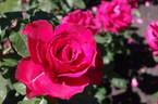 Waikato rose photo