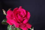 Waikato rose photo