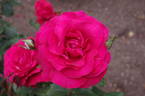 Waikato rose photo