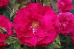 Waikato rose photo