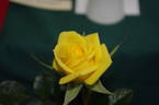 Little Nugget rose photo