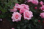 Modern Miss rose photo
