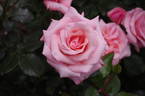 Modern Miss rose photo