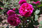 Blackberry Nip, Clg. rose photo