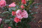 Pink Abundance rose photo