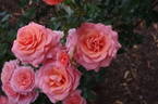 Pink Abundance rose photo