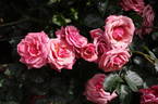 Kaimai Sunset rose photo
