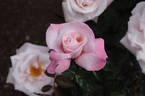 Truly Amazing rose photo