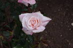 Truly Amazing rose photo