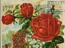 Augustine Halem rose photo
