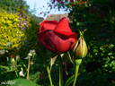 Capricia™ rose photo