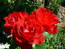 Capricia™ rose photo