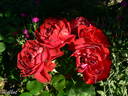 Capricia™ rose photo