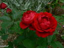 Capricia™ rose photo