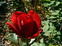 Capricia™ rose photo