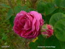 Corporal Johann Nagy rose photo