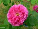 Corporal Johann Nagy rose photo