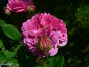 Corporal Johann Nagy rose photo