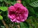 Corporal Johann Nagy rose photo