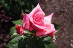 Lady Meilland rose photo