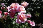 Softly Softly rose photo