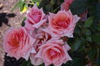 Softly Softly rose photo