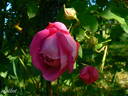 Crimson Blush rose photo