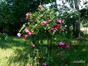 Crimson Blush rose photo