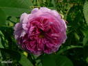 Duc de Fitzjames rose photo