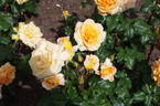 MACsee rose photo