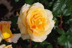 MACsee rose photo