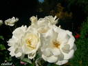 Ice Meidiland rose photo