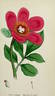 <i>Paeonia corallina</i> Retz, syn. peony photo