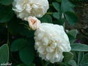 Jeanne d'Arc rose photo