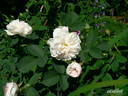 Jeanne d'Arc rose photo