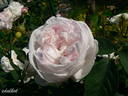 Juno rose photo