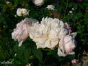 Juno rose photo
