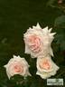 Schwanensee ® rose photo