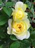 Sunlight Romantica rose photo