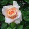 Devotion rose photo