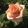 Devotion rose photo