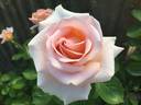 Devotion rose photo